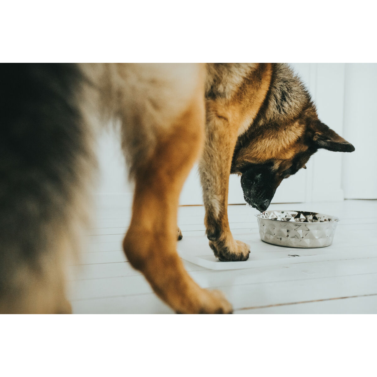 Hundmatare Hunter Silikon Rostfritt stål 550 ml